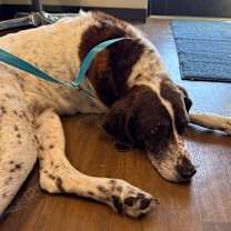 Thumbnail photo of Pricilla-Presley #2