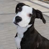 Thumbnail photo of Frankie #4