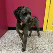 Thumbnail photo of Wall-E #3