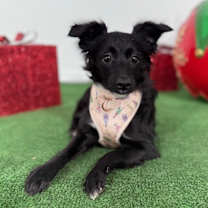 Thumbnail photo of Moonlight #2