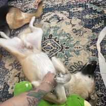 Thumbnail photo of Thor #2