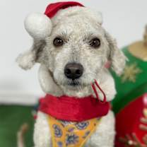 Thumbnail photo of Rugby #1