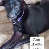 Thumbnail photo of Sofia #1