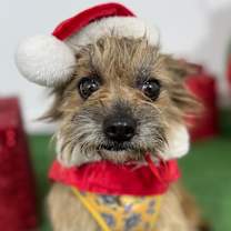 Thumbnail photo of Sugarplum #1