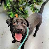 Thumbnail photo of Alfie #1