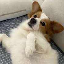 Thumbnail photo of Coby (D) #3