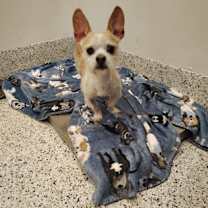 Thumbnail photo of Chase #2