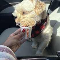 Thumbnail photo of Bentley #3