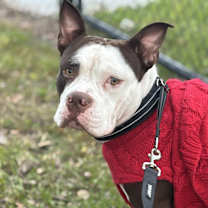 Thumbnail photo of Jango #1