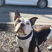 Thumbnail photo of Jango #2