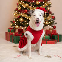 Thumbnail photo of Buttercup #2