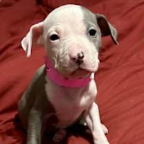 Thumbnail photo of Phoebe #1