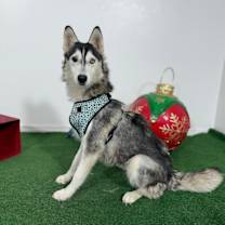 Thumbnail photo of Nini #2