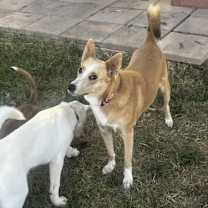 Thumbnail photo of Reese #4