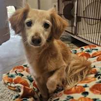 Thumbnail photo of Gertie #1