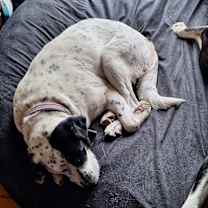 Thumbnail photo of Rosolf #3