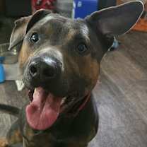 Thumbnail photo of Ambrose #3