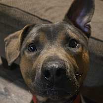 Thumbnail photo of Ambrose #4