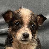 Thumbnail photo of Mira #1