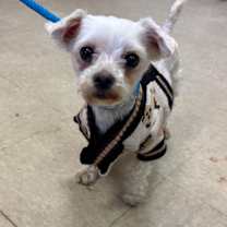 Thumbnail photo of Cotton #2