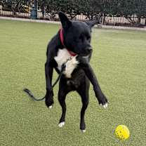 Thumbnail photo of Hachi #4