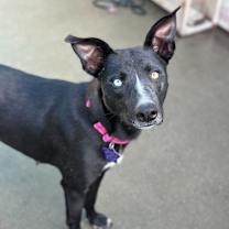 Thumbnail photo of Sweet Potato #1