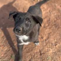 Thumbnail photo of Coquito #2