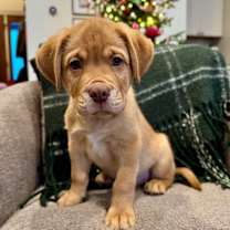 Thumbnail photo of Rudolph #2