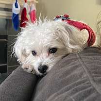 Thumbnail photo of Roy #3