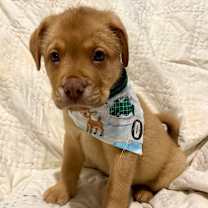 Thumbnail photo of Rudolph #4