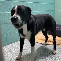 Thumbnail photo of Chloe #2