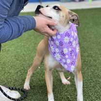 Thumbnail photo of Mitsy #3