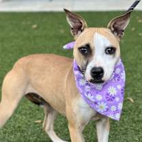 Thumbnail photo of Mitsy #4