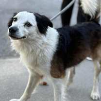 Thumbnail photo of Orion #2