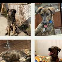 Thumbnail photo of Leo #1