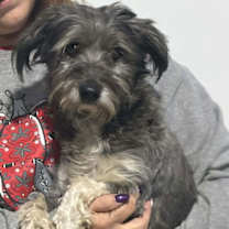 Thumbnail photo of Chico #2