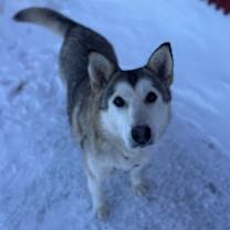 Thumbnail photo of Chinook #2