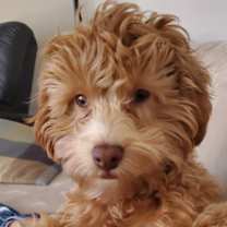 Thumbnail photo of Rummi #1