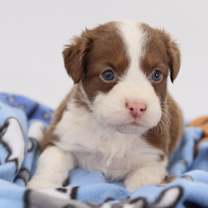 Thumbnail photo of Baguette #1