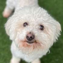 Thumbnail photo of Butch Cassidy #1