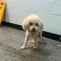 Thumbnail photo of Butch Cassidy #3