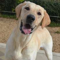 Thumbnail photo of Buddy #1