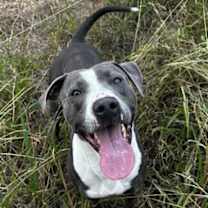 Thumbnail photo of Cletus (Underdog) #1