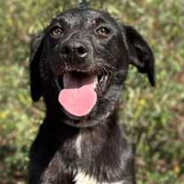 Thumbnail photo of Dallas #3