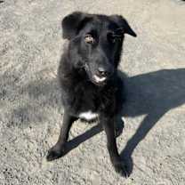 Thumbnail photo of Obi* #4