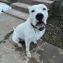 Thumbnail photo of Daffi #2