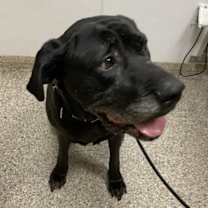 Thumbnail photo of Maggie #1