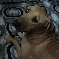 Thumbnail photo of Gravy #4