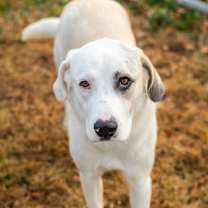 Thumbnail photo of Bonnie #3