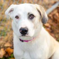 Thumbnail photo of Bonnie #4